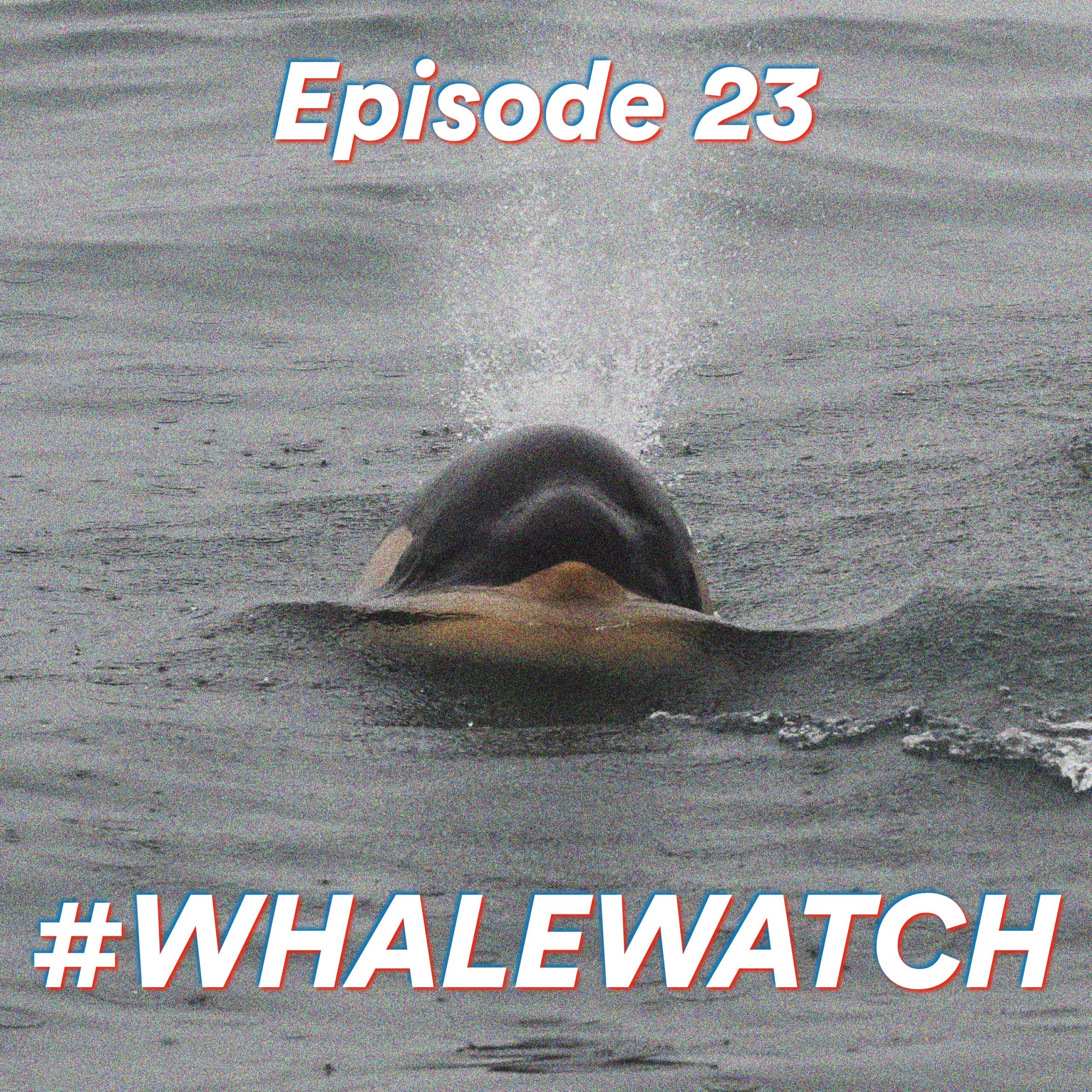 Episode 23: #WHALEWATCH